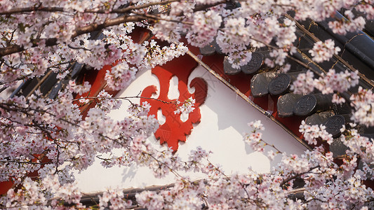 春天花期樱花与古建筑背景图片