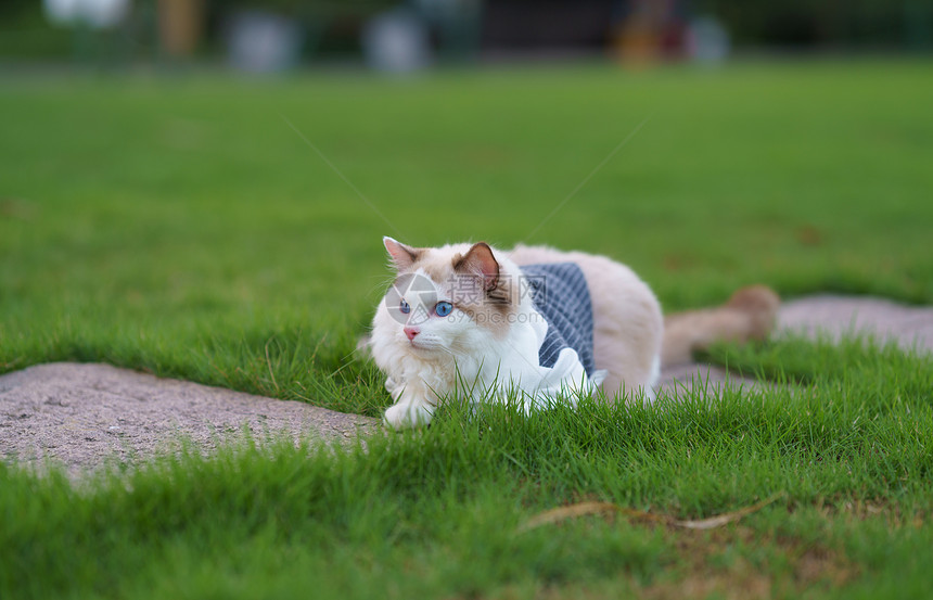 草地上的猫咪图片