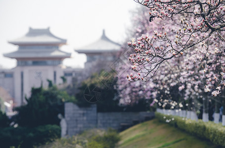 南京雨花台烈士陵园玉兰花背景图片