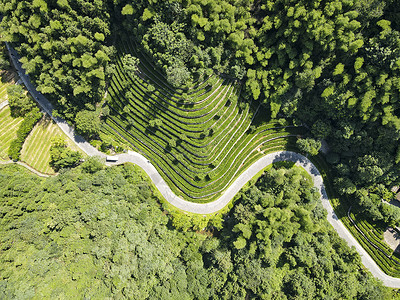 俯拍山谷茶叶种植基地高清图片