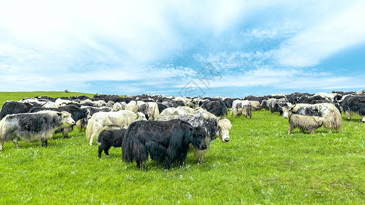 蓝天白云花草蓝天白云草原上放牧的牦牛背景