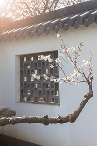南京玄武湖樱桃园春天樱花与古建筑图片