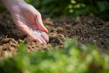 植物施肥向地里播种的手部特写背景