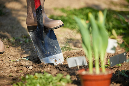 园艺铲子在户外使用铁锹挖土背景
