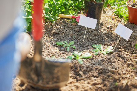 锄头铁锹在户外花园使用铁锹挖土背景