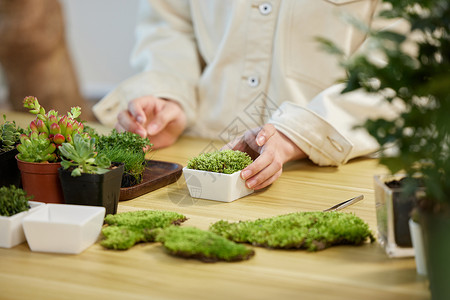 苔藓盆景制作盆景的女性手部特写背景