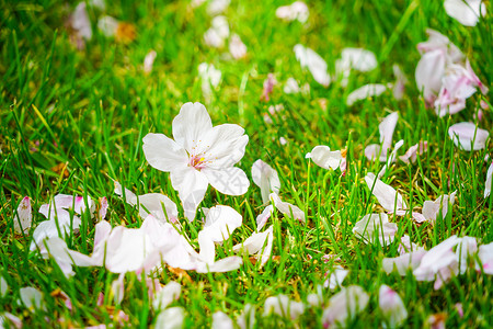 春日绿色草地上散落的樱花图片