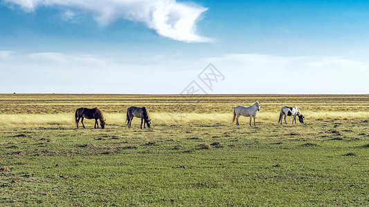 格根塔拉春季草原上的马匹图片