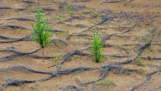 植树活动素材内蒙古库布其沙漠绿色植物背景