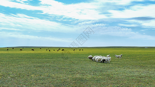 牛群羊群蓝天白云下草原上的羊群和牛群背景