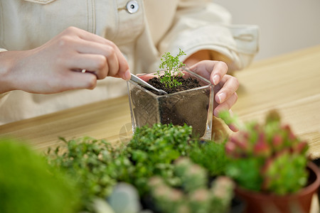 绿色叶子盆栽制作植物盆景手部特写背景