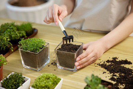 创意植树节字体制作植物盆景手部特写背景