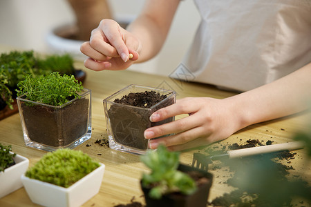 植树节创意制作盆景盆栽手部特写背景