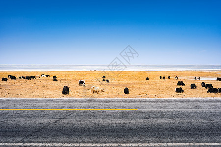 青海湖边高原牧场的牦牛图片