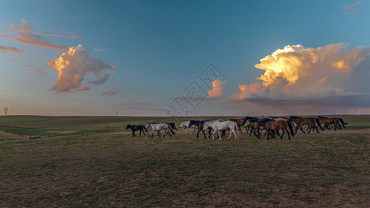 马诗夕阳下草原上的马群和风车背景