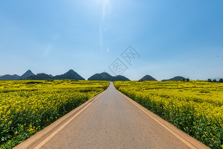 云南罗平金鸡峰油菜花海景区春游高清图片素材