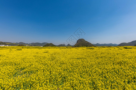 云南罗平金鸡峰油菜花海景区春天高清图片素材