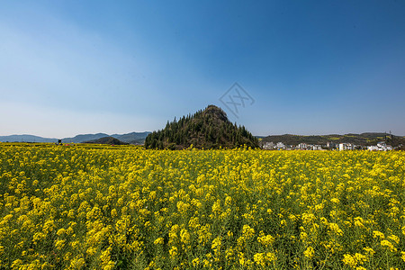 云南罗平金鸡峰油菜花海景区高清图片