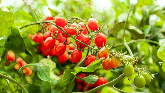 大棚种植有机西红柿食品图片