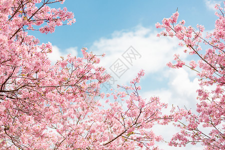 春天粉色浪漫樱花图片