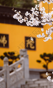 南京鸡鸣寺樱花背景图片