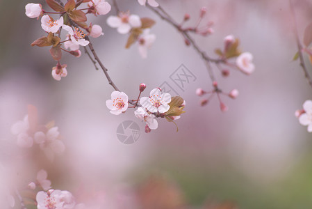 春天唯美浪漫的樱花图片