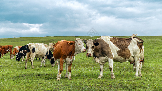 内蒙古春季高山牧场牛群图片