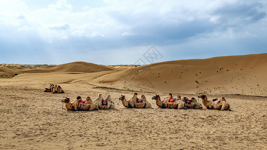 内蒙古库布其沙漠骆驼背景图片