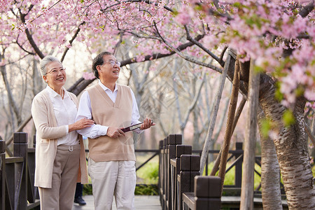 一起去赏樱花老年夫妻一起在公园赏花背景