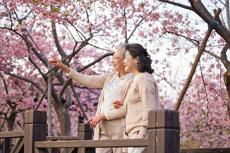 一起去赏樱花老年闺蜜一起在公园游玩背景