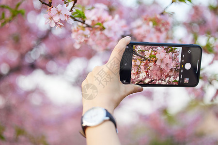 使用手机拍摄樱花特写背景图片