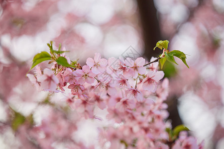 春天盛开的美丽樱花背景图片