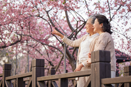 炫彩潮流粉色老年闺蜜一起在公园赏花背景