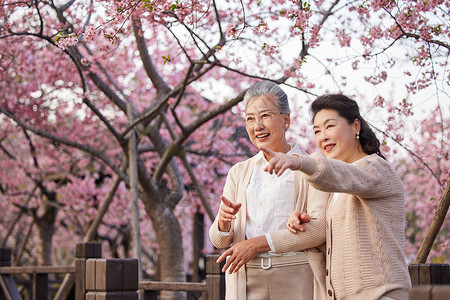 炫彩潮流粉色老年闺蜜在公园赏花背景