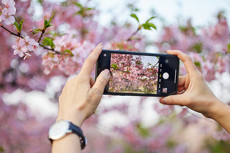 早莺使用手机拍摄樱花背景