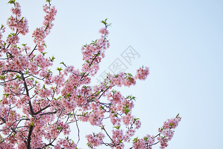 】春天盛开的樱花背景图片