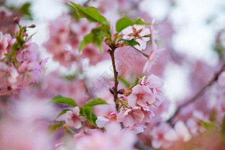春天盛开的樱花特写背景图片