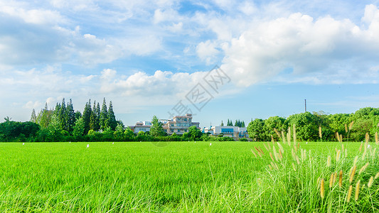 一株绿叶水稻绿色稻田背景背景