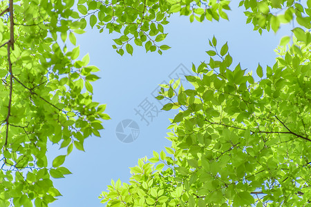 蓝天下随风摇曳的绿色树叶树枝背景图片
