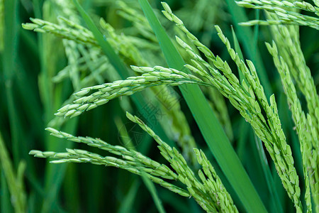 新生的稻穗绿色植物背景图片