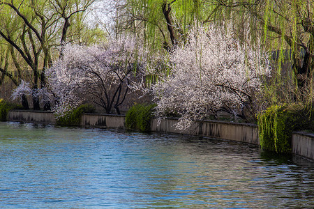 春天北京颐和园桃花开放的西堤高清图片