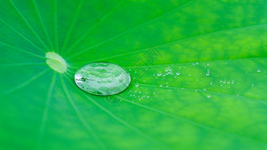 绿色小满节气海报雨后荷叶上的雨滴背景