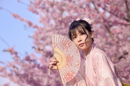 粉红色樱花折扇樱花旁的和服美女拿着折扇背景