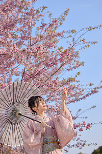 春季穿搭穿和服的樱花少女背景