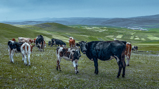 内蒙古高山草原牛群植被图片