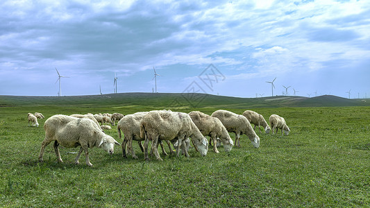 内蒙古高山草原羊群植被图片