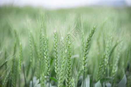 春天麦子田园里种植的麦田背景