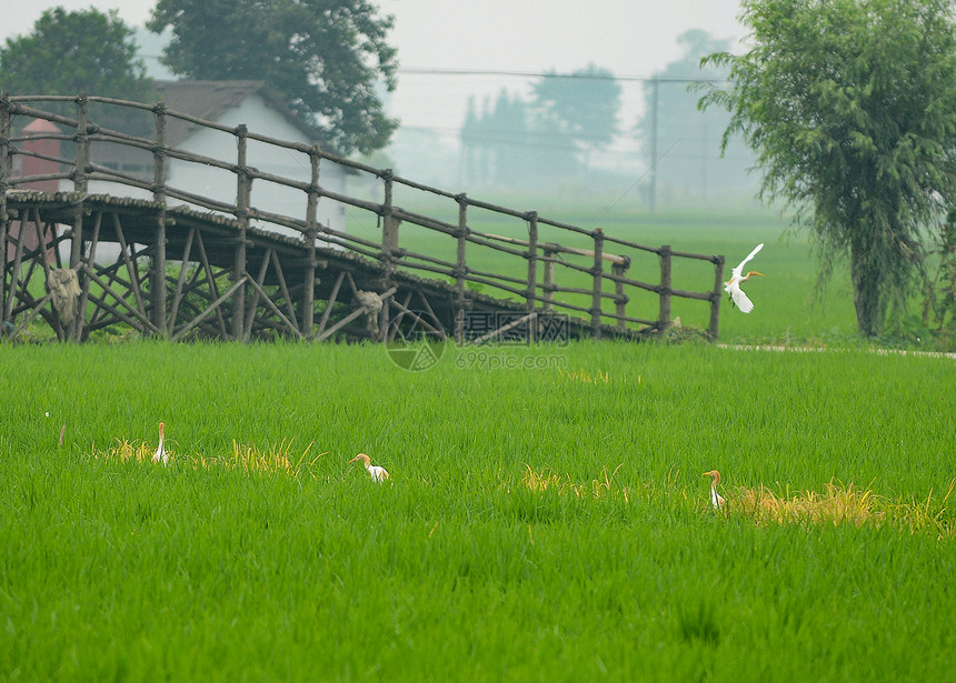 稻田中的白鹭图片