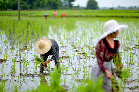 村民在稻田里插秧背景图片
