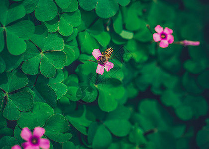 三叶草高清唯美昆虫蜜蜂采蜜微距高清摄影图背景